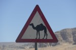 Camel Crossing, Jordan